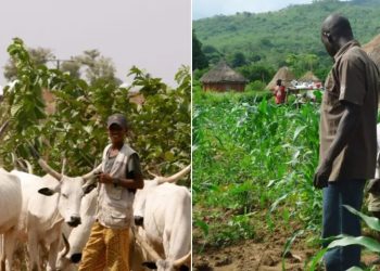 FARMER/ HERDERS CLASH CLAIMS FIVE LIVES IN ADAMAWA